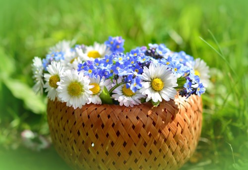daisy-3382739_1920.jpg