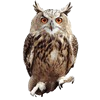 Vyr.png