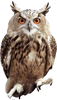 Vyra6926754a3b4037c.png