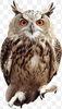Vyreeea4fd4ca9eea78.png
