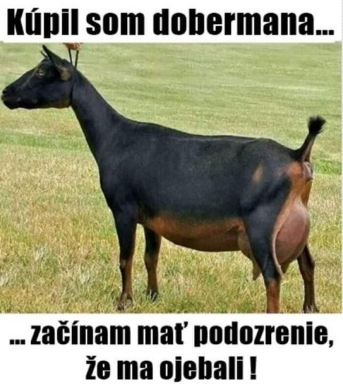 dobr.jpg